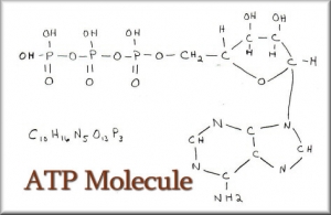 ATP Adenosine Tri-phosphate