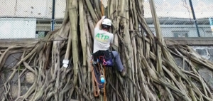 ATP arborist pruning ficus tree in Hong Kong