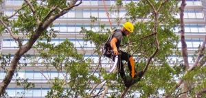 Tree Pruning Services