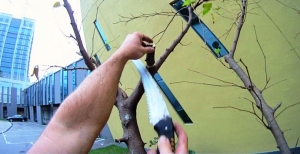 Tree Pruning Training