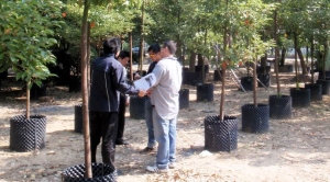 Tree Selection and Planting Services