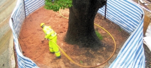 Air Spade Tree Preservation Service