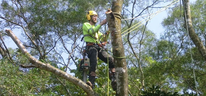 Tree Removal Services