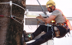 Tree Risk Assessment