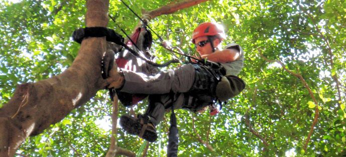 Tree Support System Training