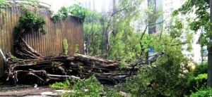 Typhoon Tree Failure