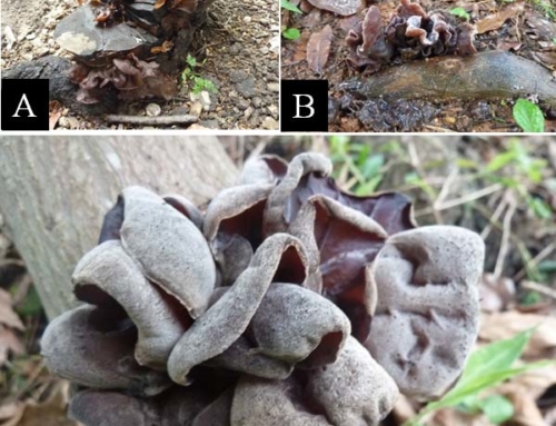 Auricularia polytricha