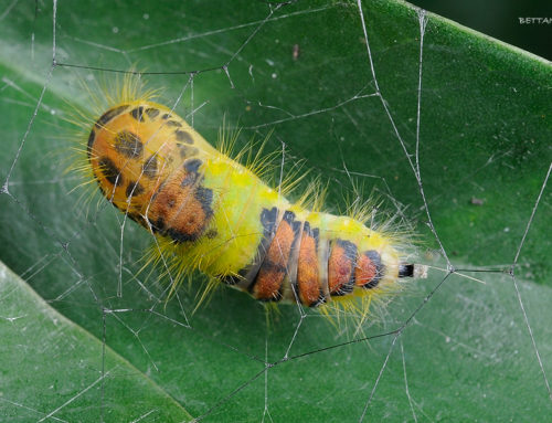 Banyan Tussock Moth (Perina nuda) Insect Treatment
