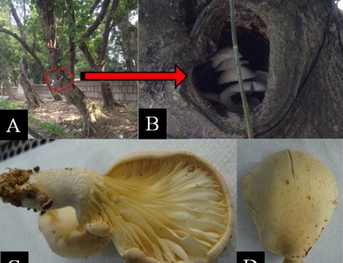 Pleurotus cystidiosus