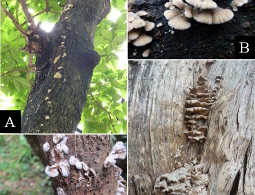 Schizophyllum commune