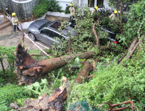 Four trees collapse in Hong Kong after heavy rain as government defends axing century-old banyans on safety grounds