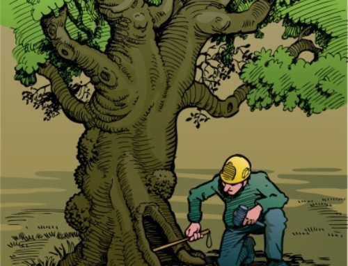 Recognizing Tree Risk