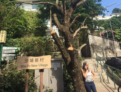 Contractors abandon tree felling job after dramatic showdown with Lamma environmentalist