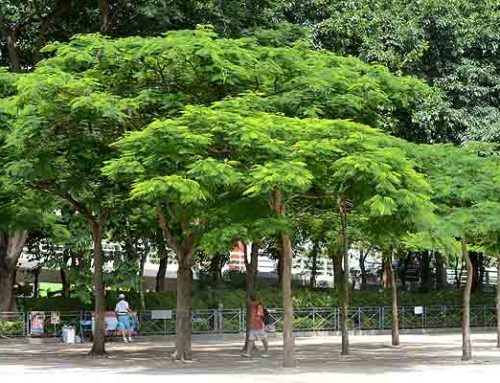Arboriculture training advisory established in Hong Kong