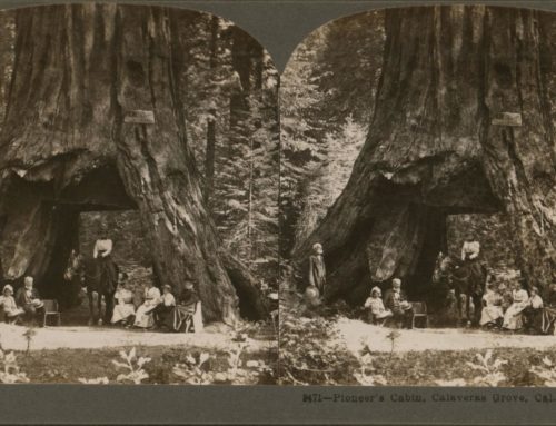 Why California’s Ancient Sequoia ‘Tunnel Tree’ Toppled