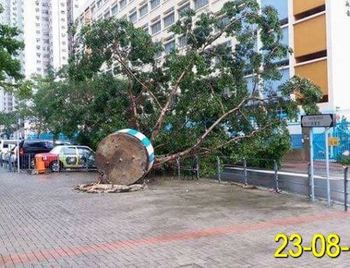 Typhoon Level 10 Hato Dessimated 1000’s of trees in Hong Kong, Arborists Are Working to Remove Fallen Trees and Inspect Potentially Dangerous Ones