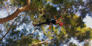 Tree Pruning Service