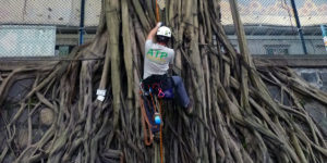 ATP Wall Tree Management