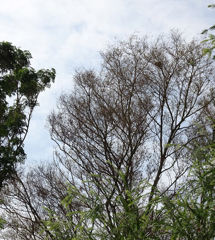 Phauda flammans defoliates a Ficus tree