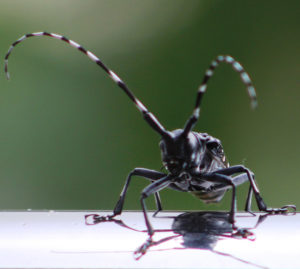 asian longhorned beetle