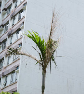 Red Palm Weevil Attacking Palm Tree