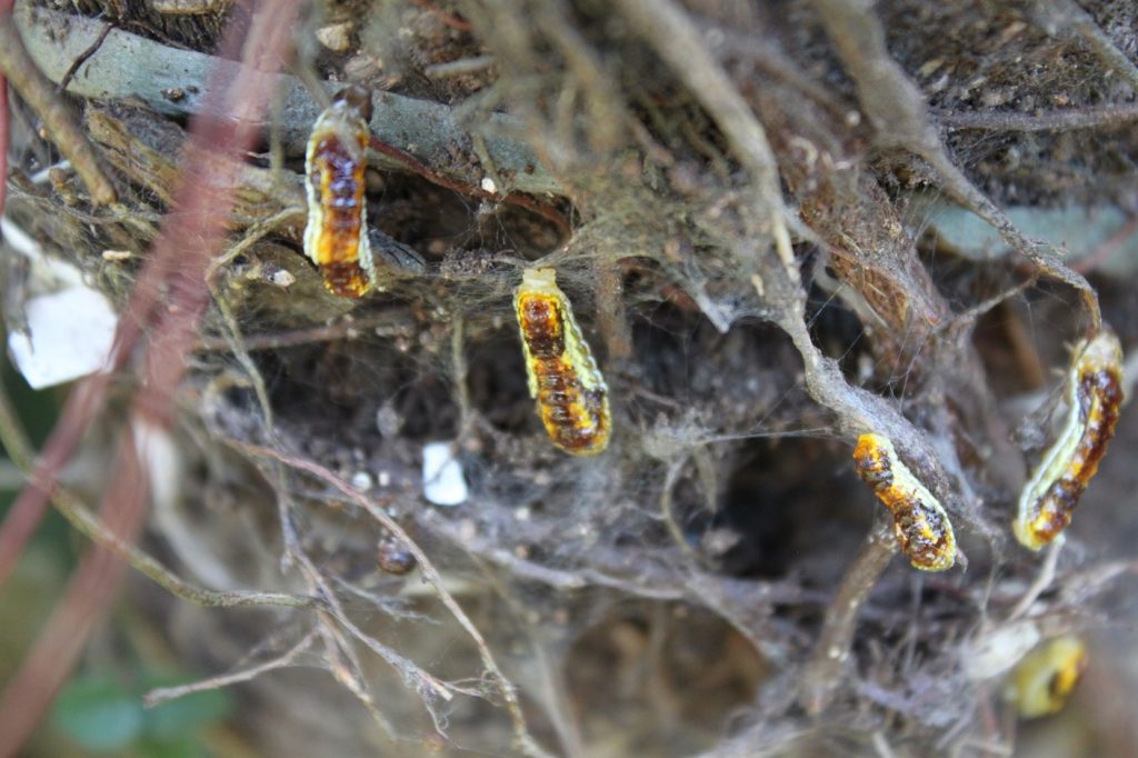 Phauda flammans moth caterpillar