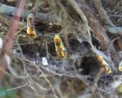 Phauda flammans moth caterpillar