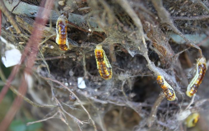 Phauda flammans moth caterpillar