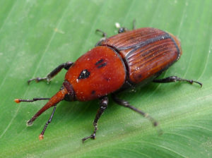 Red Palm Weevil