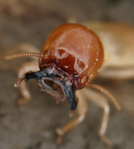 termite