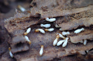 Coptotermes formosanus termites