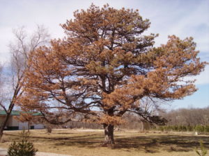 Pine Wilt Disease