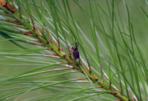 Pine Wilt Nematode
