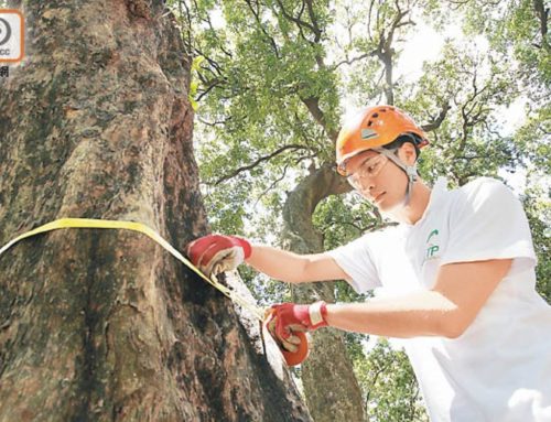 Want a Career Working with Trees? New Funding Announced for Fresh Graduates with Tree-Related Degrees