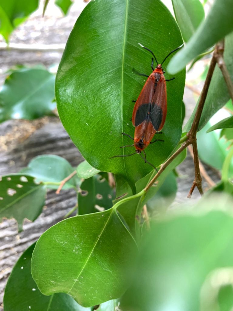 Phauda flammans moth reproducing in Hong Kong