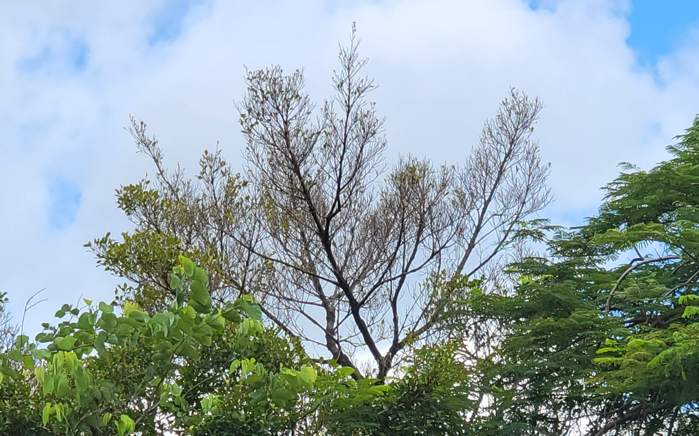 phauda flammans insect infestation in Hong Kong Ficus trees
